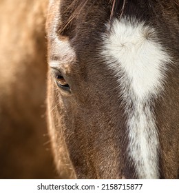 A Closeup Shot Of A White Patch On A Brown Horse Face