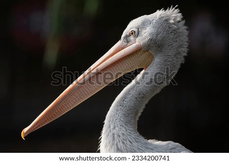 A closeup shot of a white pelican bird in a blurred background