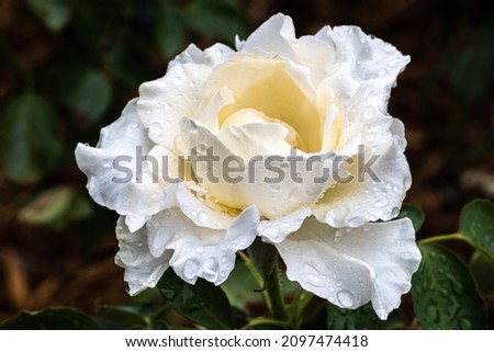 A closeup shot of a white rose with dewdrops in a garden