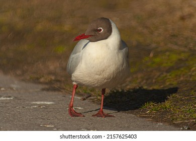 A closeup shot of a white seagull with a brown face on a road
