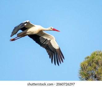 Close-up shot of White Stork (Ciconia ciconia) flying