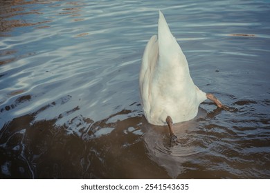 A closeup shot of a white swan diving in the waters of a lake in search of a prey - Powered by Shutterstock