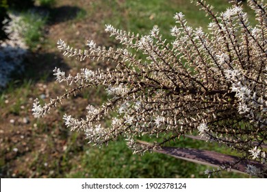 A Closeup Shot Of White Tamarisk Tree