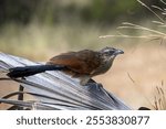 A closeup shot of the White-browed Coucal