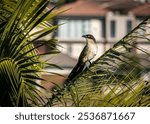 A close-up shot of white-browed coucal sitting on a branch