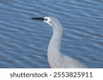 A closeup shot of white-faced heron (Egretta novaehollandiae)