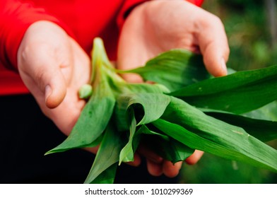 Close-up Shot Of Wild Garlic Leaves.