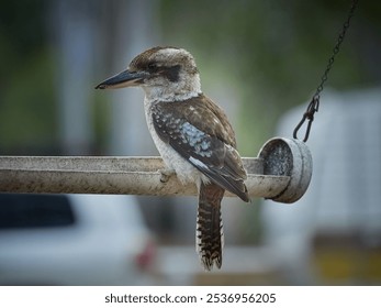 A closeup shot of a wild kookaburra bird perched on a feeder - Powered by Shutterstock