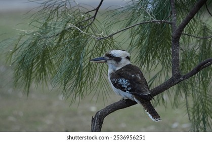 A closeup shot of a wild kookaburra bird perched on a branch of a she oak tree - Powered by Shutterstock