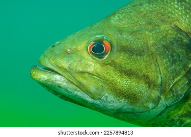 Close-up shot of a wild largemouth bass swimming in a Michigan inland lake. Micropterus salmoides - Shutterstock ID 2257894813
