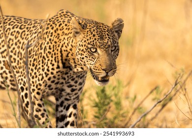 A close-up shot of a wild leopard against the backdrop of a dry, grassy field - Powered by Shutterstock