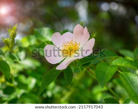 Close-up shot of wild rose flower on a sunny spring day.