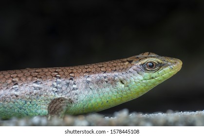 Closeup Shot Of The Wild Scincidae Lizard