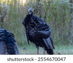 A closeup shot of a wild turkey at the Mammoth Caves National Park, Kentucky