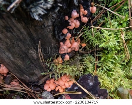 Close-up shot of the wolf's milk or groening's slime (Lycogala epidendrum) with small, pink fruiting bodies growing in a group on a large log