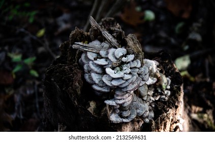 A Closeup Shot Of Wood-destroying Fungi On Wood