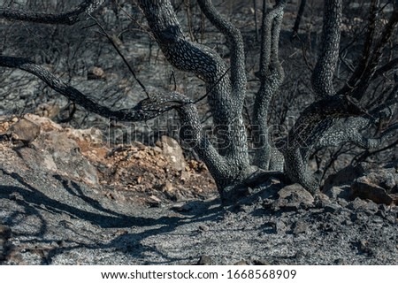 A closeup shot of a wooden trunk with multiple branches in a deserted area