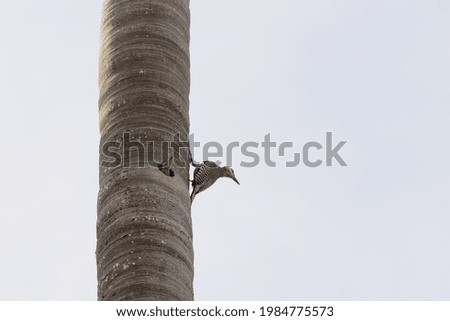 Similar – Image, Stock Photo small hole in the wood you can see the blue sea