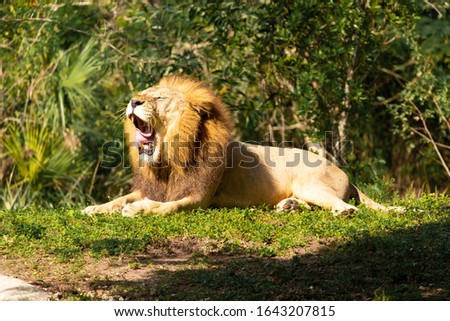 Close-up shot of yawning male lion. Tired lion is enjoys the sun.