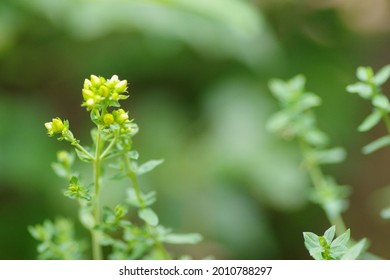 A Closeup Shot Of Yellow Alyssum Flowers