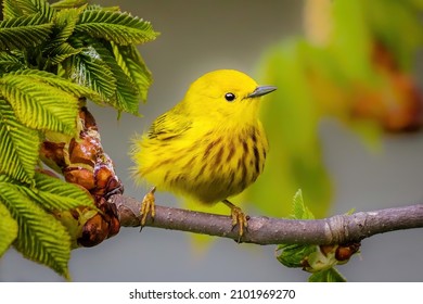 A Closeup Shot Of A Yellow Bird Perched On A Branch
