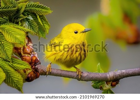A closeup shot of a yellow bird perched on a branch