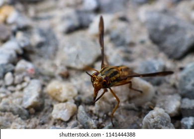 Closeup Shot Of A Yellow And Black Deer Fly Standing On Grey Pebbles With Clear View Of Macro Details