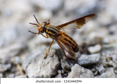 Closeup Shot Of A Yellow And Black Deer Fly Standing On Grey Pebbles With Clear View Of Macro Details