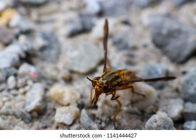 Closeup Shot Of A Yellow And Black Deer Fly Standing On Grey Pebbles With Clear View Of Macro Details