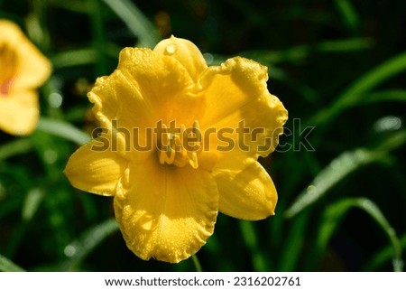 A closeup shot of a yellow Stella de Oro Daylily covered with waterdrops, surrounded by green foliage in the garden on a sunny day