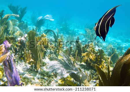 Close-up shot of the young angelfish. Shallow focus. Cayo Coco Stock photo © 