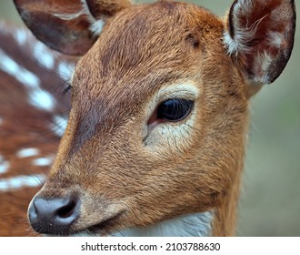 Close-up shot of a young spotted deer or chital with defocused background.