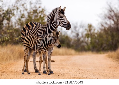 A closeup shot of the zebra and its baby standing on the road of the desert - Powered by Shutterstock