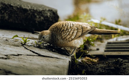 Close-up shot of a zebra dove (Geopelia striata) pecking the ground for food, captured in its natural habitat. The intricate feather patterns and earthy colors blend harmoniously with the surrounding. - Powered by Shutterstock