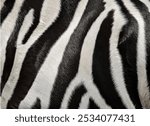 A Close-Up Shot of Zebra Fur