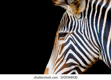 A closeup shot of a zebra head on a black background