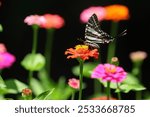 A closeup shot of a Zebra swallowtail (Eurytides marcellus) on a zinnia flower with blurry background