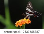 A closeup shot of a Zebra swallowtail (Eurytides marcellus) on a zinnia flower in the park