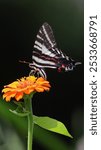 A closeup shot of a Zebra swallowtail (Eurytides marcellus) on a zinnia flower in the garden