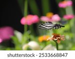 A closeup shot of a Zebra swallowtail ( Eurytides marcellus) flying over a zinnia flower