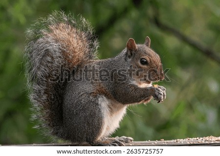 Close-up shots of an Eastern Gray Squirrel captured in a natural outdoor setting. The squirrel is perched on a wooden surface or tree branch, alert and holding food in its front paws. Its bushy tail
