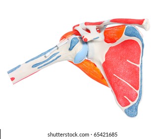 Closeup Shoulder Bone Joint Muscles Over Stock Photo 65421685 ...