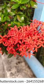 A close-up showcases a vibrant cluster of orange-red Ixora flowers, also known as Santan, with green leaves and a hint of a blue structure in the background