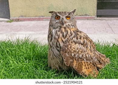 A close-up showing the intense gaze of a Eurasian Eagle Owl. Latin name Bubo bubo, selective focus. - Powered by Shutterstock