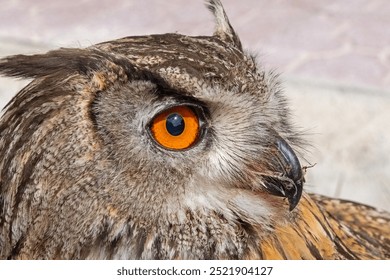 A close-up showing the intense gaze of a Eurasian Eagle Owl. Latin name Bubo bubo, selective focus. - Powered by Shutterstock