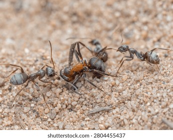 A close-up shows a group of small black ants that have overpowered a much larger wood ant (Formica pratensis).