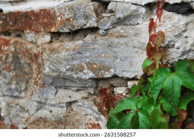 A close-up shows ivy with green and reddish leaves climbing a weathered stone wall. The wall is made of various sizes and colors of stone, including grey, white, and reddish-brown. The ivy adds a touc