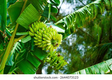 A close-up shows multiple bunches of green, unripe bananas growing on a banana tree. The large, vibrant green banana leaves surround the fruit in a tropical setting.