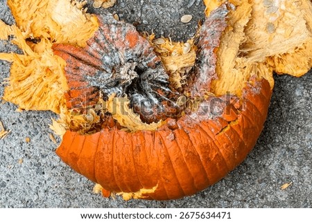 Closeup shows a soft, decaying pumpkin lying in pieces after being smashed on pavement after Halloween.