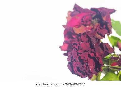 Close-up of shriveled red rose blossoms with curled petals against clean white background and generous copy space. Conveys floral aging, botanical lifecycle completion, and impermanence in decorative design.